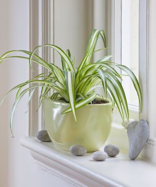 Spider plant on windowsill