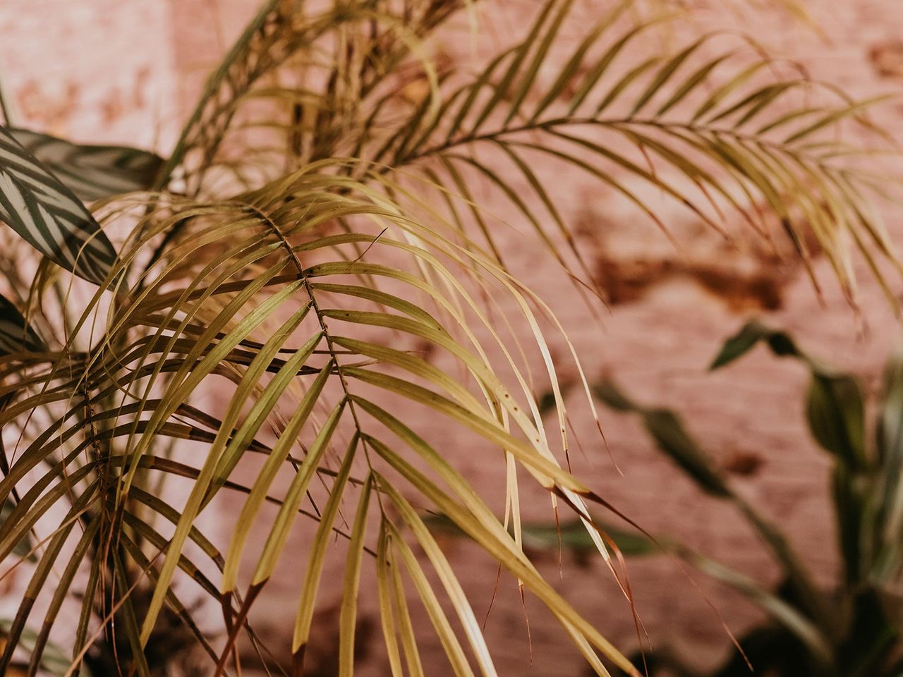 parlor palm in container indoors showing signs of ill health