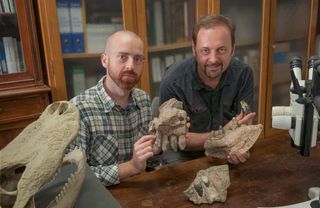 Paleontologists Cristiano Dal Sasso (right) and Simone Maganuco (left) hold up skull bones of the Jurassic crocodilian Razanandrongobe sakalavae.