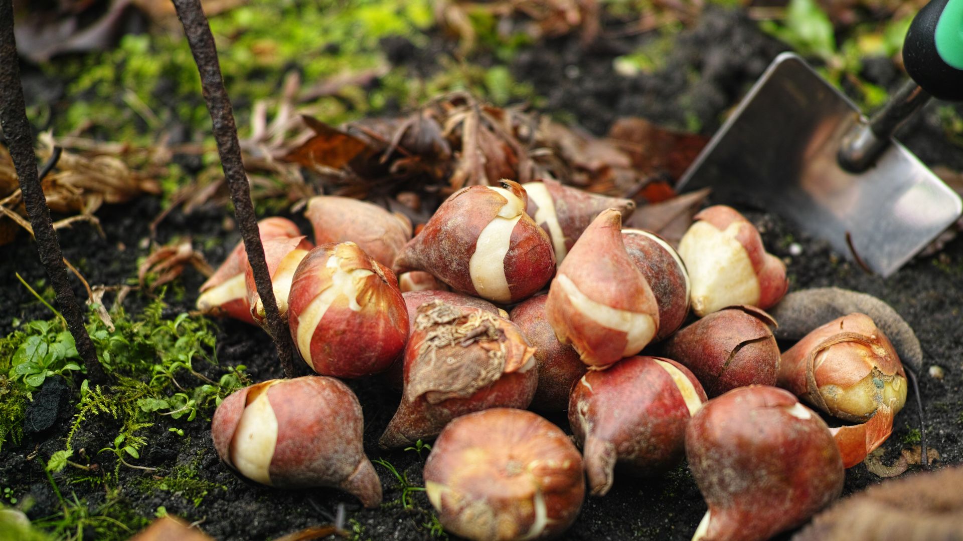 tulip bulbs on grass