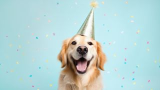 Golden retriever with a party hat on in celebration of National Golden Retriever Day