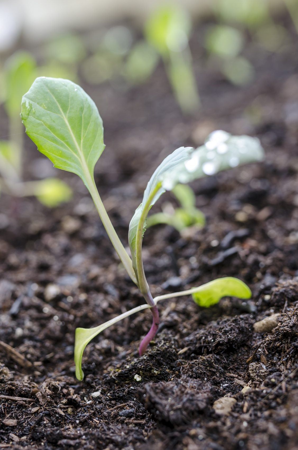 kohlrabi seedling