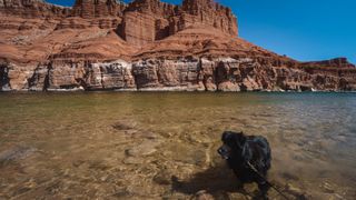 Dog swimming at Grand Canyon