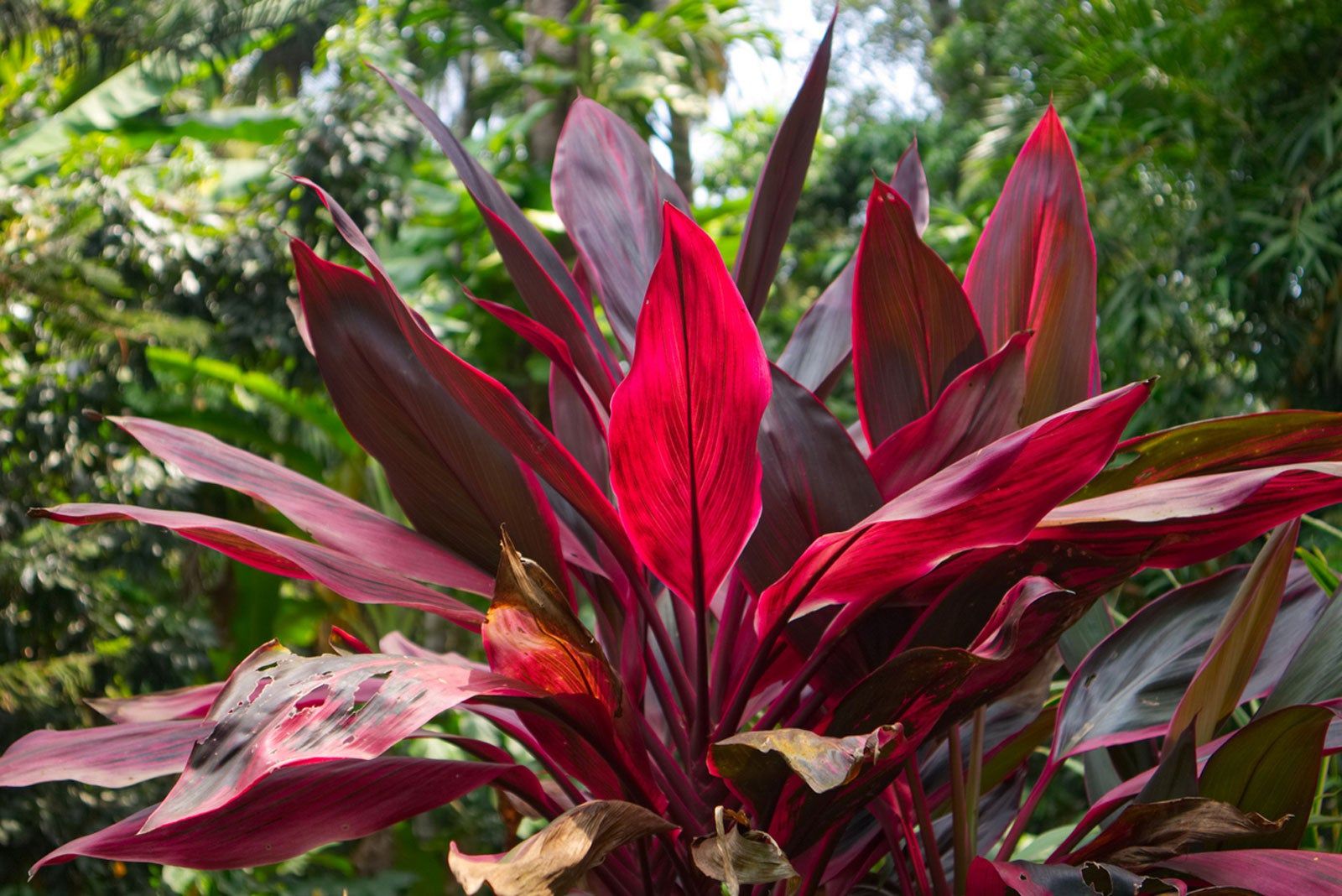 What Is A Cordyline Plant  Information About Varieties Of Cordyline |  Gardening Know How