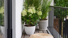 hydrangea potted on a balcony