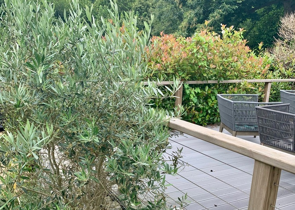 shrubs and plants providing privacy around a deck