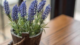 Lavender plant on table