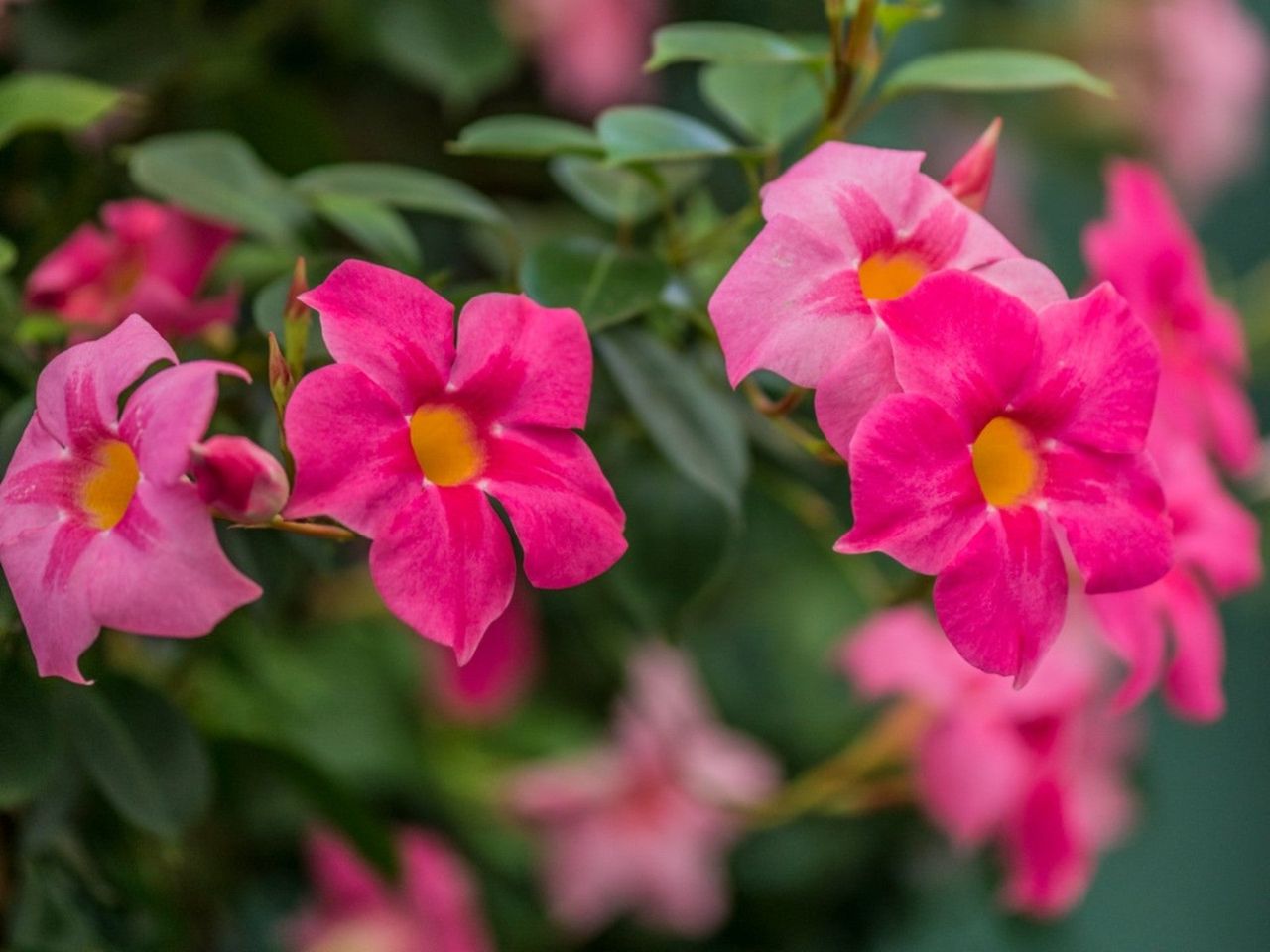 Pink Annual Flowers