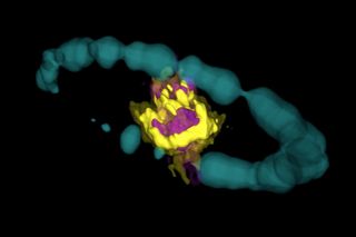 The supernova remnant SN 1987A, as seen by ALMA. The purple area indicates emission from silicon oxide molecules, and the yellow is emission from carbon monoxide molecules. The blue ring is Hubble Space Telescope data that has been artificially expanded into 3D. 