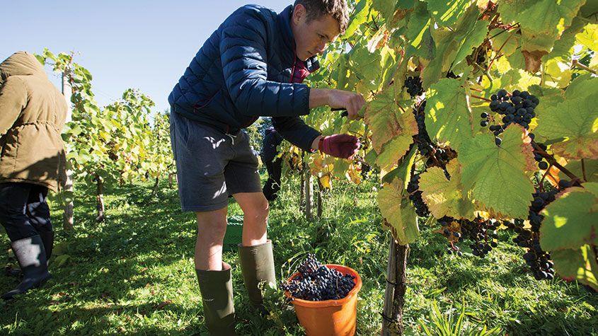 Picking grapes at Chilford Hall