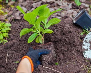 Planting hydrangea into prepared garden soil