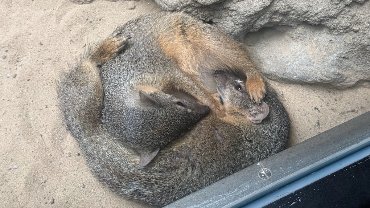 A selection of photos of animals taken at Berlin Zoo on the iPhone 16 Pro Max and Samsung Galaxy S25 Ultra
