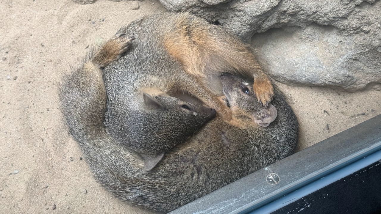 A selection of photos of animals taken at Berlin Zoo on the iPhone 16 Pro Max and Samsung Galaxy S25 Ultra