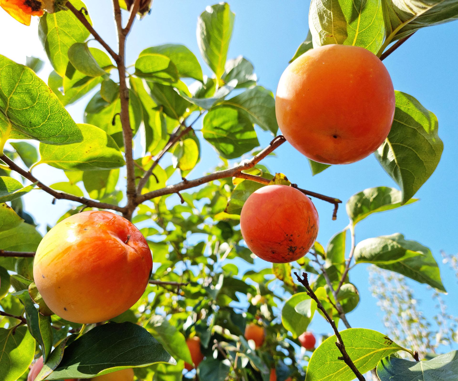 persimmon tree with large orange fruits against blue sky