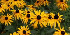 Yellow daisy-like flowers with brown/black centres