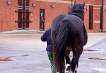 trot_up1.jpg
