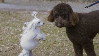 Toy and standard poodles