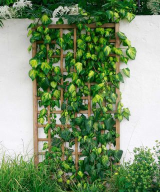 ivy climbing up trellis