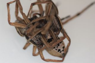 wolf spiders threesomes