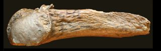 Manis Mammoth wound from early projectile point.