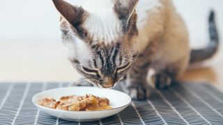 Close-up of a tabby cat eating canned cat food from white ceramic plate placed on the floor.