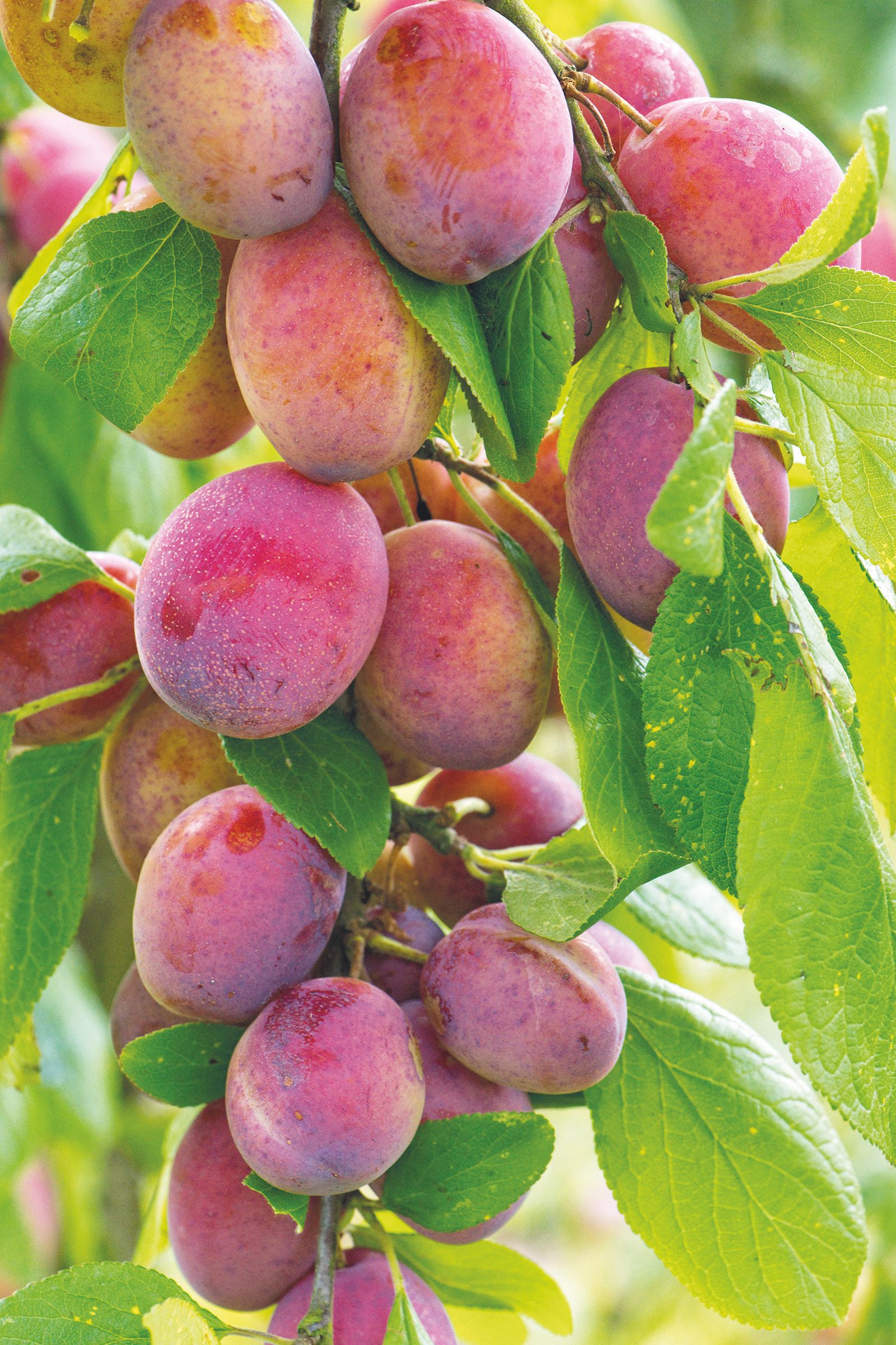 When to plant plum trees for a bumper fruit crop Homes & Gardens