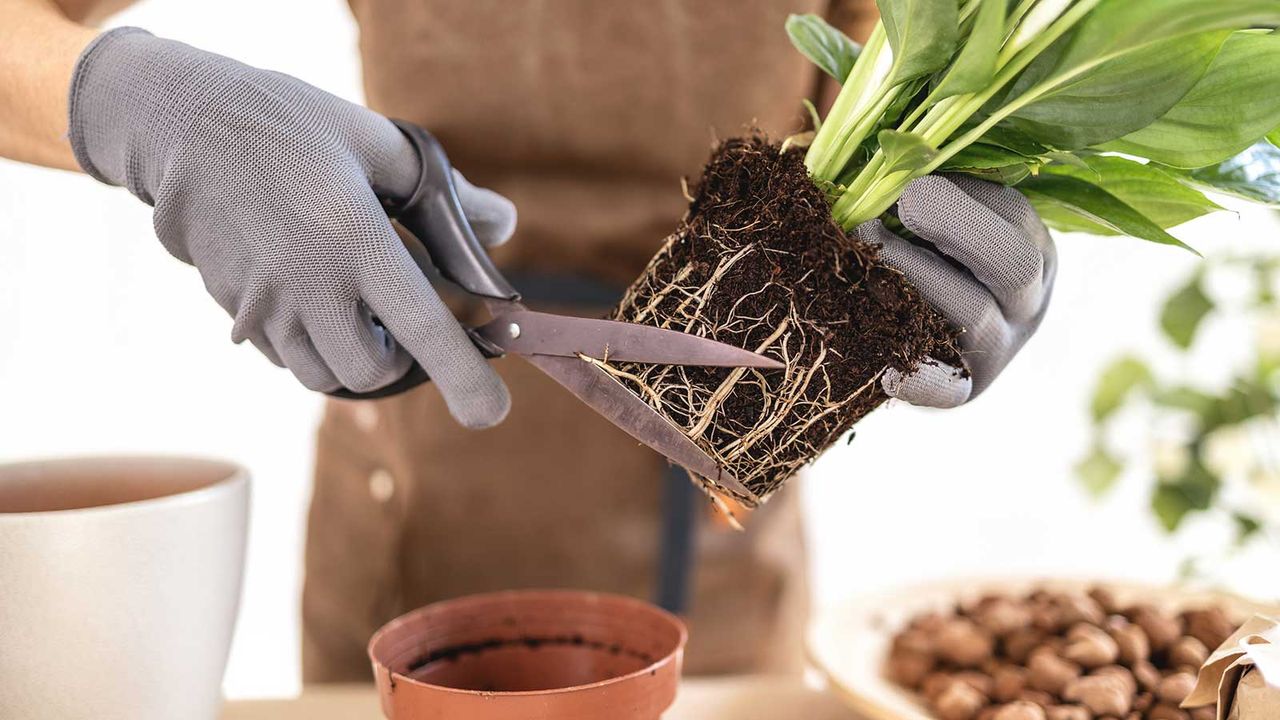 person trimming the roots of a peace lily