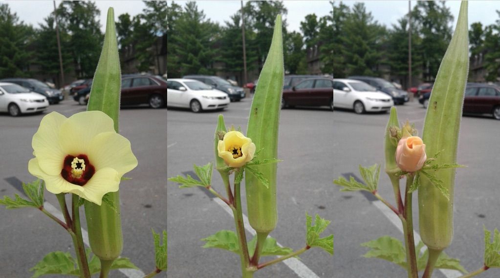 okras, totality, flower