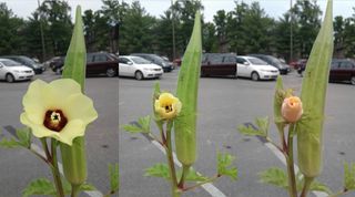 okras, totality, flower