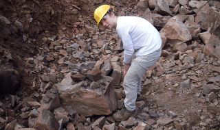 Callum Hatch, the Natural History Museum in London, inspects rock samples at one of the study sites called Knowle Hill Quarry.