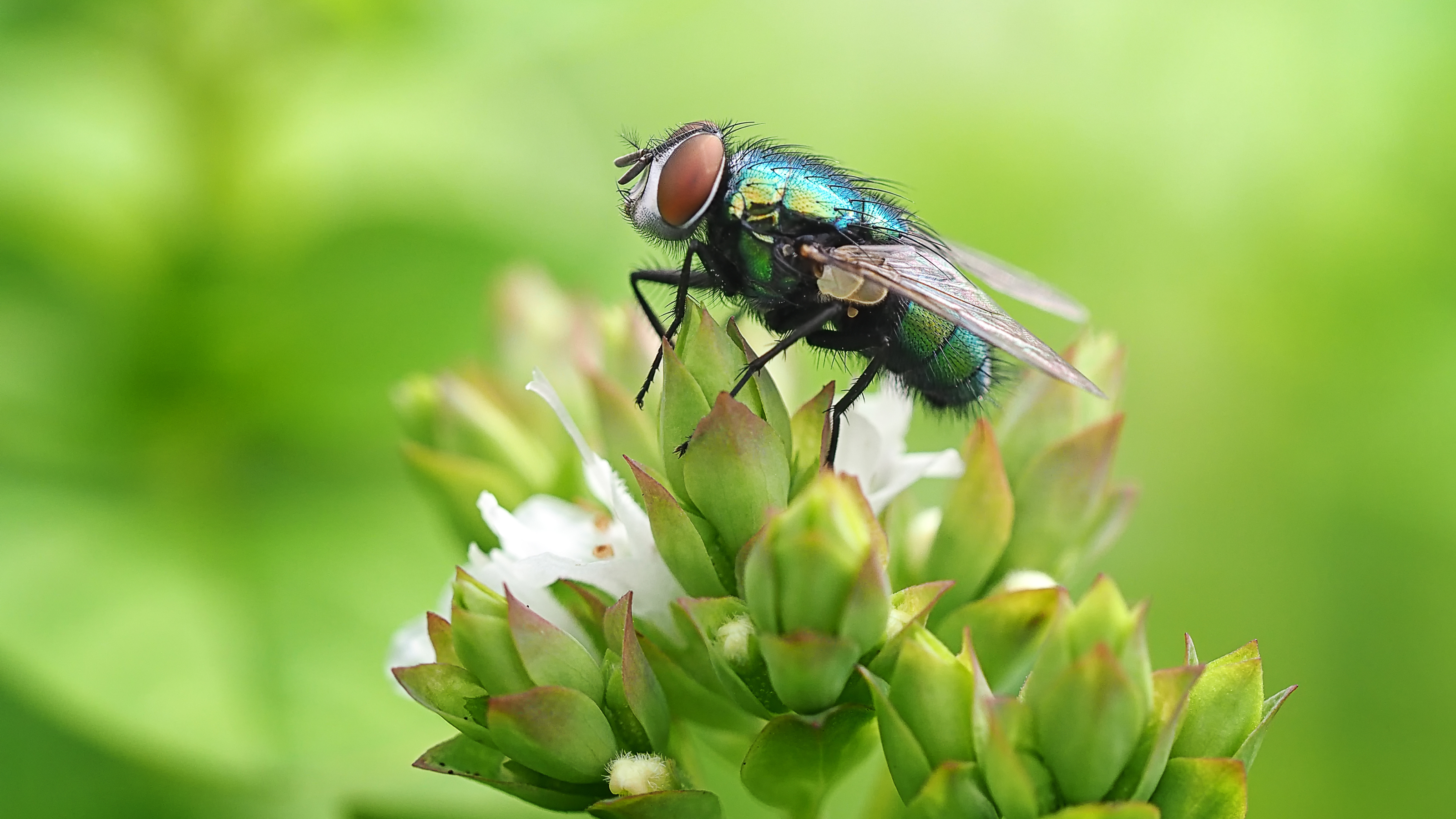 Close-up of fly on leaf.