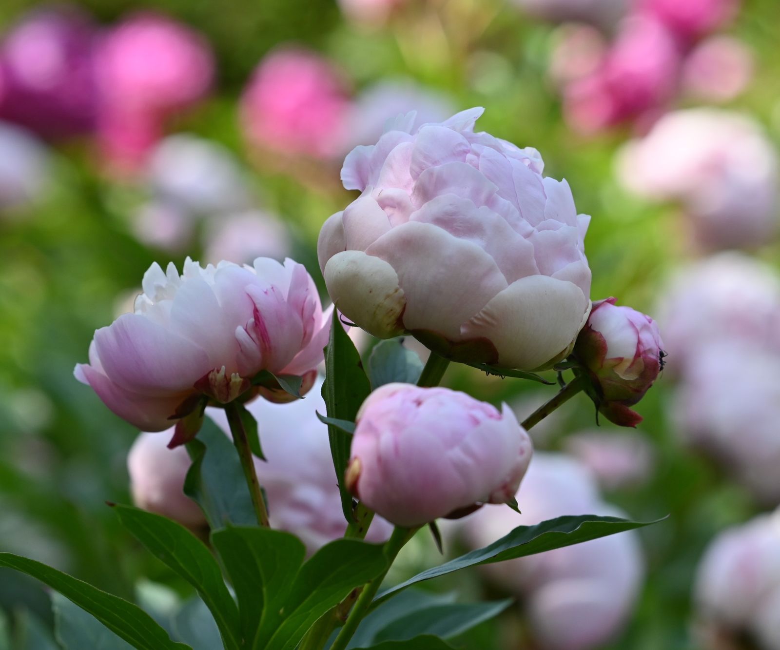 Deadheading peonies expert tips to complete this task Homes & Gardens