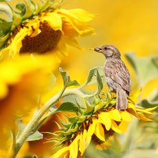 baby sparrow sitting on sunflower and feeding on sunflower seed