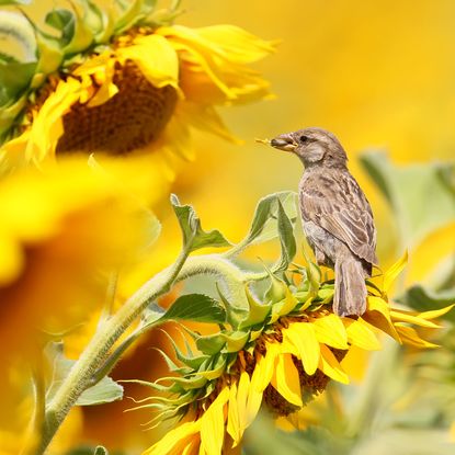 baby sparrow sitting on sunflower and feeding on sunflower seed