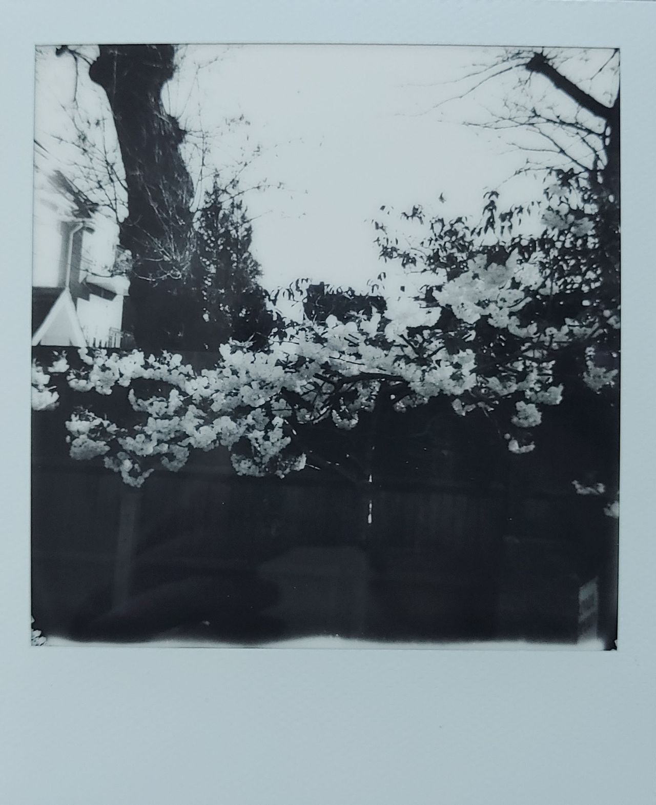 Polaroid Now