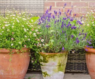 Beautiful, summer planted terracotta pots with soft pink and white daisies and scented lavender