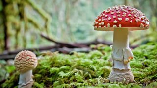 two red and white toadstools