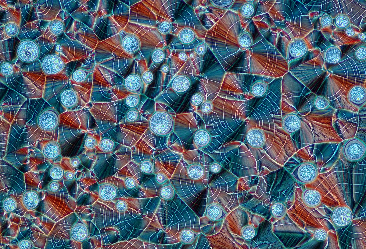 Entrant to the Nikon Small World Photomicrography Competition