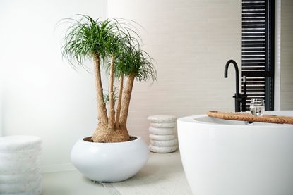 a bathroom with a large potted plant