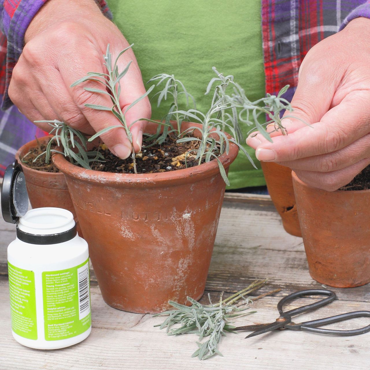 Can I grow lavender indoors? Expert tips for healthy plants Ideal Home