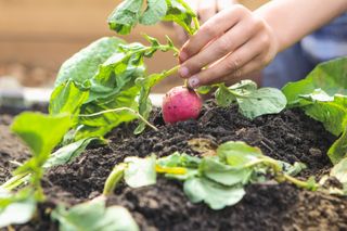 kitchen garden ideas: radish being picked