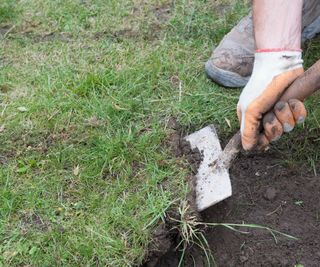 Using a spade to lift up a strip of turf at the edge of a lawn