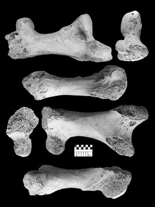 The bones of Vorombe titan that researchers found in Madagascar.