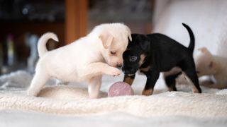 Two tiny puppies are playing with a ball on a bed