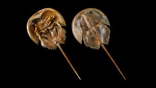 A linhagem do caranguejo-ferradura remonta a cerca de 480 milhões de anos.