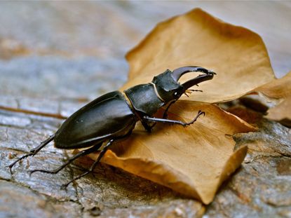 Black Stag Beetle On A Dried Leaf