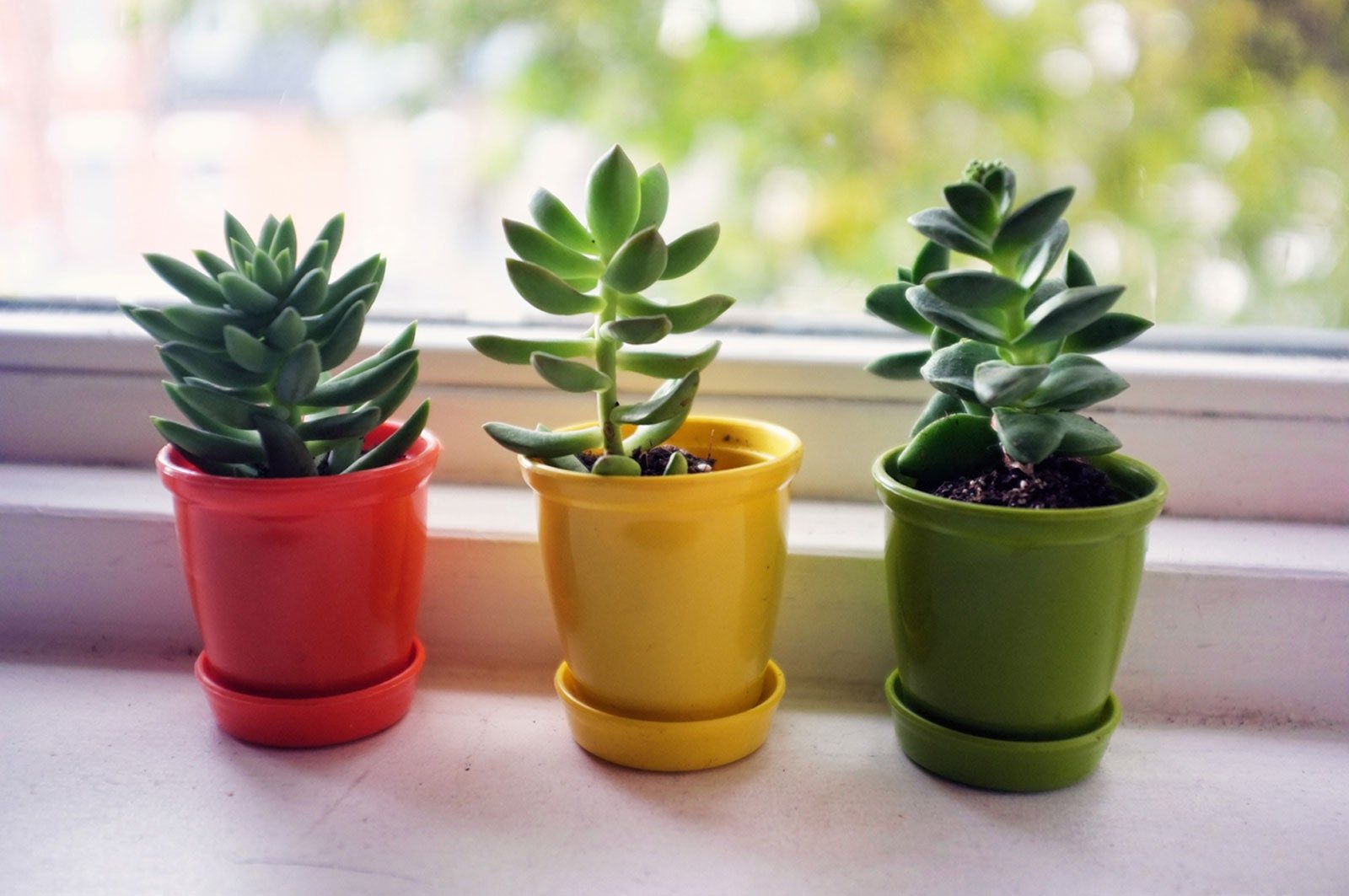 firestick plant Firestick Pencil Cactus – Fragrance Plants and Flowers main image 1