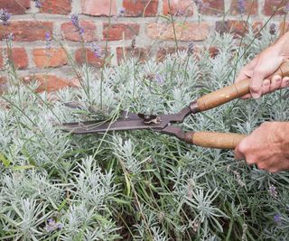 Cutting back lavender with garden shears