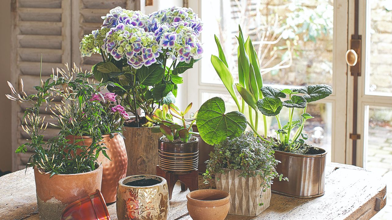 Potted plants on a wooden table