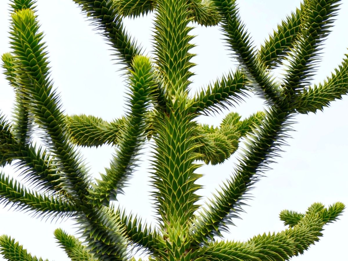 Outdoor Monkey Puzzle Care Planting Monkey Puzzle Trees In The